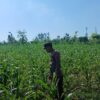 Polsek Tambakboyo Polres Tuban Turun Cek Tanaman jagung Warga di Desa Dikir