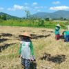 Polres Lombok Barat Kawal Penanaman Jagung di Gerung