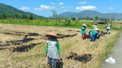 Bhabinkamtibmas Gerung Motivasi Kelompok Tani Karang Langko