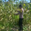 POLSEK BANGILAN DUKUNG PROGRAM KETAHANAN PANGAN NASIONAL MELALUI MONITORING TANAMAN JAGUNG