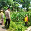 Polsek Jatirogo Polres Tuban lakukan sambang desa cek lahan produktif di Desa Kebonharjo