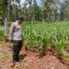 Polsek Montong Polres Tuban Turun Cek Tanaman jagung Warga di Desa Manjung