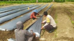 Polri Turun Tangan Dorong Ketahanan Pangan di Sekotong
