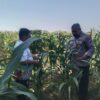 Anggota Bhabinkamtibmas Polsek Jenu Polres Tuban Turun ke Ladang, sambang lahan pertanian.