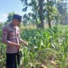 Polsek Tambakboyo Polres Tuban Turun Cek Tanaman jagung Warga di Desa Dikir