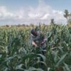 Anggota Bhabinkamtibmas Polsek Jenu Polres Tuban Turun ke Ladang, sambang lahan pertanian.