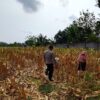 Polri Dukung Astacita, Polsek Semanding Polres Tuban Turun Cek Tanaman jagung milik Warga di Desa Ngino