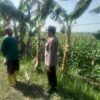 Polri Dukung Astacita, Polsek Rengel Polres Tuban Turun Cek Tanaman Jagung Warga di Desa Pekuwon