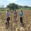 Dukung Ketahanan Pangan, Personel Polsek Bancar Monitoring Panen Jagung di Desa Cingklung