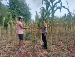 Polri Dukung Astacita, Polsek Palang Polres Tuban Turun Cek Tanaman jagung milik Warga di Desa Dawung