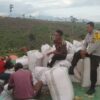 Bhabinkamtibmas Polsek Woja Pantau Panen Jagung Warga, Wujud Dukungan Polri terhadap Program Ketahanan Pangan Nasional