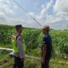 Polri Dukung Astacita, Polsek Rengel Polres Tuban Turun Cek Tanaman Padi Warga di Desa Pekuwon