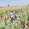 Polsek Tambakboyo Polres Tuban Turun Cek Tanaman jagung Warga di Desa Plajan