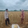 Polsek Plumpang Polres Tuban Turun Langsung Cek Tanaman Jagung Warga