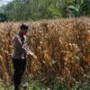 Polri Dukung Astacita, Bhabinkamtibmas Desa Pacing Polsek Parengan Polres Tuban Cek Lokasi Tanaman Jagung milik petani Di Desa Pacing Kec. Parengan