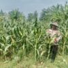 Polri Dukung Astacita, Polsek Jenu Polres Tuban jagung milik Warga di Desa Socorejo
