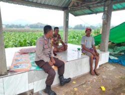Bhabinkamtibmas Polsek Hu’u Edukasi Petani Tembakau untuk Dukung Ketahanan Pangan dan Peningkatan Hasil Pertanian
