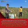 Bhabinkamtibmas Polsek Senori Dukung Ketahanan Pangan Nasional Membantu Panen Jagung Warga Desa Leran
