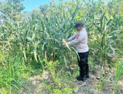 Polsek Bangilan Intensif Monitoring Ketahanan Pangan Dukung Swasembada Pangan Nasional