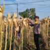 *AIPTU CUCUK SUMULYONO DAMPINGI KADES NGAMPELREJO PANEN JAGUNG, WUJUD NYATA SINERGI POLRI DAN MASYARAKAT BANCAR*