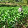 Polri Dukung Astacita, Polsek Grabagan Polres Tuban Turun Cek Tanaman jagung milik Warga di Desa Grabagan