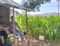 Dukung Ketahanan Pangan Nasional, Bhabinkamtibmas Polsek Manggelewa Pantau Lahan Jagung dan Edukasi Petani Manfaatkan Pekarangan