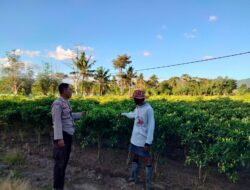 Bhabinkamtibmas Polsek Hu’u Sambangi Petani Cabai di Cempi Jaya, Berikan Edukasi Perawatan Tanaman untuk Dukung Ketahanan Pangan