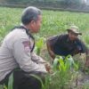 Bhabinkamtibmas Sandik Kawal Ketahanan Pangan Lewat Sektor Jagung