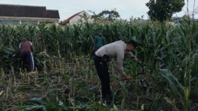 Dukung Ketahanan Pangan, Polsek Labuapi Inisiasi Tanam Jagung