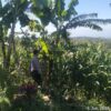 Bhabinkamtibmas Desa Aikprapa Aipda Agus Suputra Sambangi Petani Jagung, Ajak Dukung Program Swasembada Pangan