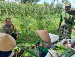 Polsek Labuapi Dorong Ketahanan Pangan di Bagik Polak Barat