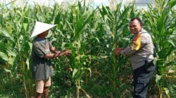 Strategi Polsek Labuapi Turun ke Sawah, Jaga Ketahanan Pangan Lewat Perawatan Jagung di Bagik Polak