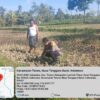 Bhabinkamtibmas Desa Kalianyar Jalin Silaturahmi dengan Ketua Kelompok Tani Suka Karya II dan Cek Perkembangan Tanaman Jagung Warga