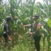 Dukung Swasembada Jagung, Bhabinkamtibmas Desa Rhee Pantau Pertumbuhan Tanaman di Lahan Warga