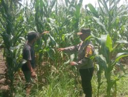Dukung Swasembada Jagung, Bhabinkamtibmas Desa Rhee Pantau Pertumbuhan Tanaman di Lahan Warga