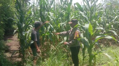 Dukung Swasembada Jagung, Bhabinkamtibmas Desa Rhee Pantau Pertumbuhan Tanaman di Lahan Warga