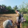 Polri Turun Ke Sawah Sukseskan Swasembada Pangan di Lombok Barat