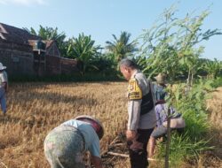 Polri Turun Ke Sawah Sukseskan Swasembada Pangan di Lombok Barat