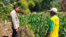 Bhabinkamtibmas Polsek Hu’u Pantau Lahan Jagung Warga, Wujud Nyata Dukungan Polri terhadap Ketahanan Pangan Nasional