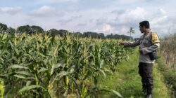Dukung Ketahanan Pangan Nasional, Polsek Labuapi Dampingi Petani Lokal di Lombok Barat