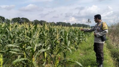 Dukung Ketahanan Pangan Nasional, Polsek Labuapi Dampingi Petani Lokal di Lombok Barat