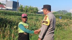 Kunci Sukses Panen Jagung Melimpah: Simak Dialog Edukatif Bhabinkamtibmas dan Petani untuk Ketahanan Pangan Nasional