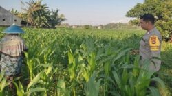 Komitmen Polsek Labuapi Kawal Ketahanan Pangan, Turun Langsung Dampingi Petani Jagung di Lombok Barat