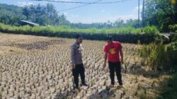 Strategi Ketahanan Pangan di Musim Kemarau: Langkah Nyata Polsek Kuripan Kawal Petani Jagung