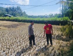 Strategi Ketahanan Pangan di Musim Kemarau: Langkah Nyata Polsek Kuripan Kawal Petani Jagung