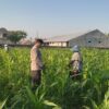 Perkuat Ketahanan Pangan Lombok Barat, Polsek Labuapi Dampingi Petani Desa Kuranji Dalang