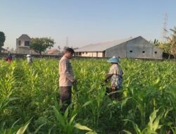 Perkuat Ketahanan Pangan Lombok Barat, Polsek Labuapi Dampingi Petani Desa Kuranji Dalang