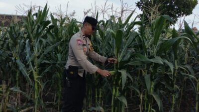 Aksi Nyata Polsek Labuapi Dampingi Warga Sulat Lahan Pasif Jadi Sumber Pangan
