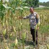 Perkuat Ketahanan Pangan Desa, Polsek Labuapi Turun Langsung Dampingi Petani Merembu