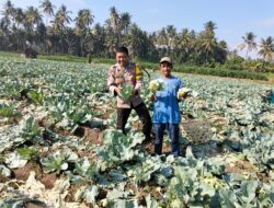 Bhabinkamtibmas Desa Bagik Papan Cek Panen Sayur dan Berikan Imbauan Kamtibmas kepada Warga